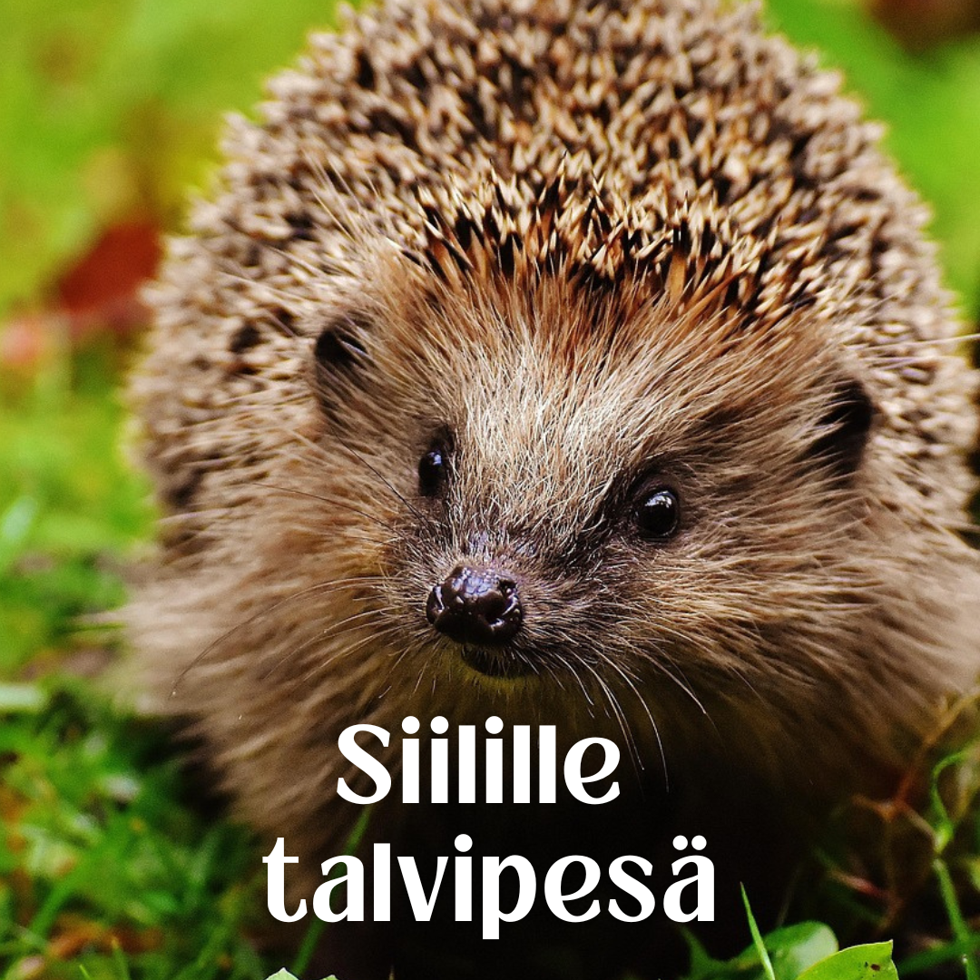 Siilille talvipesä (1)