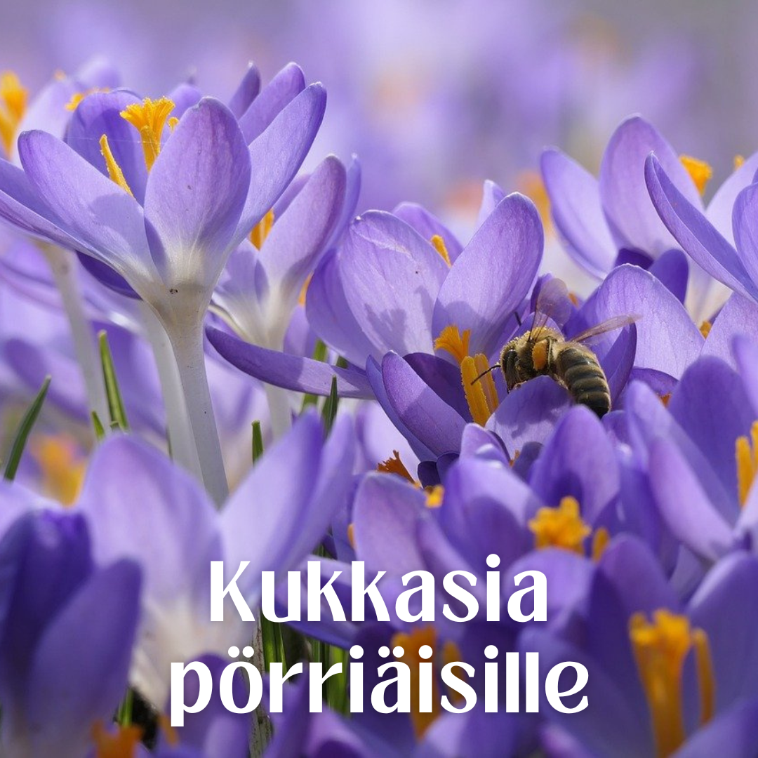 Kukkasia pörriäisille
