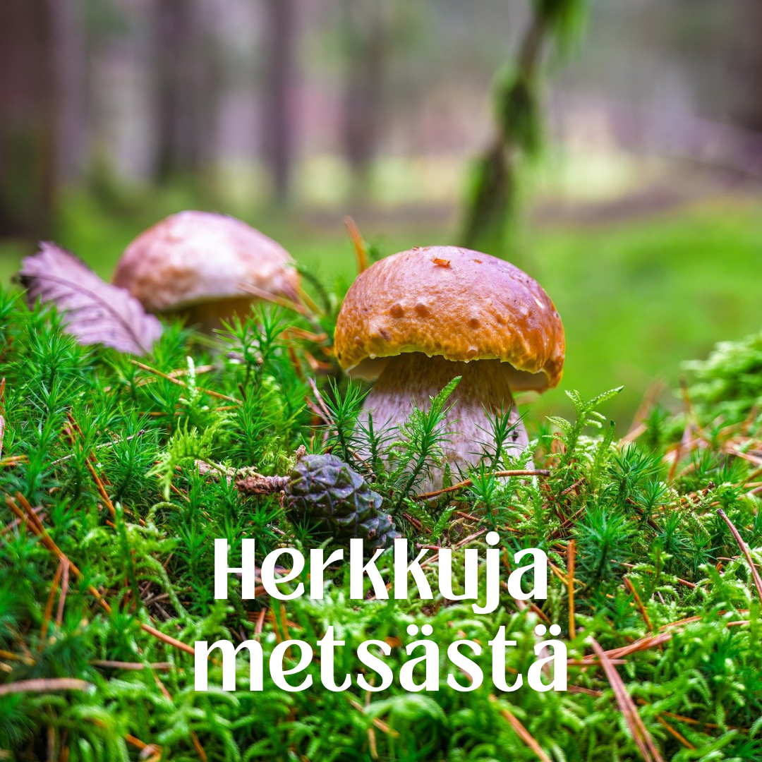 Sieniretki (3)