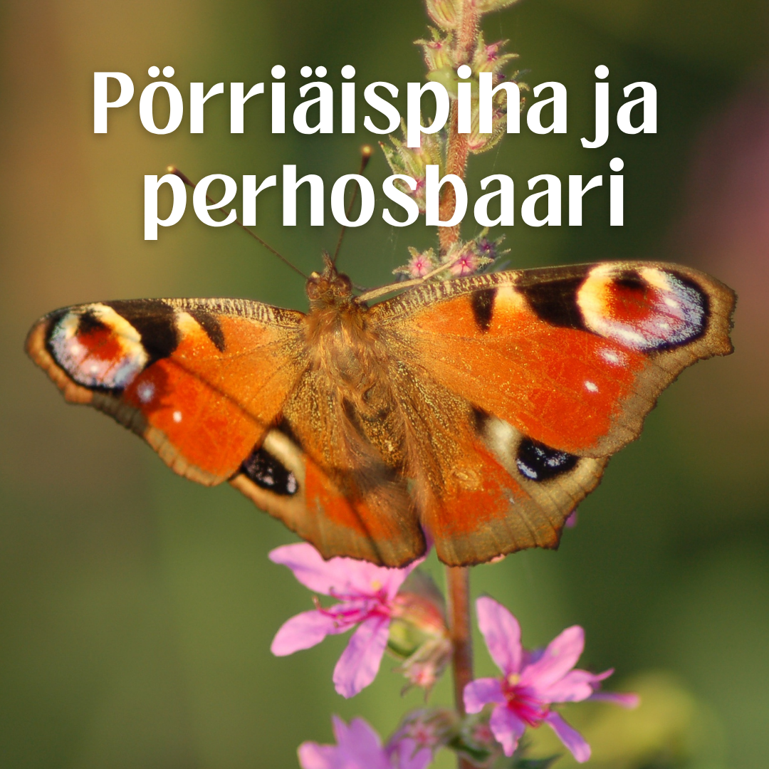 Pörriäispiha